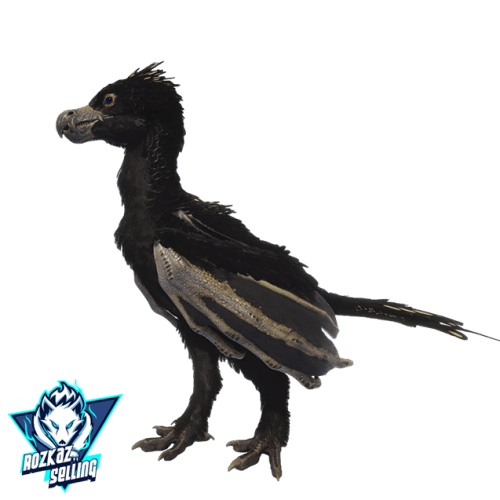 Female FINAL Yi LIng ADULT 1913 Melee Actual Black Top Stats